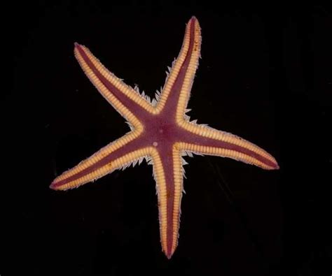 Pin On Starfish Beauties