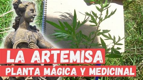 Artemisa Para Que Sirve Plantas Medicinales Artemisia Plantas Sexiz Pix