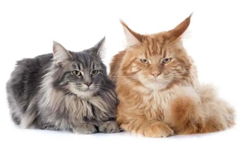 Male Vs Female Maine Coons Differences And Similarities