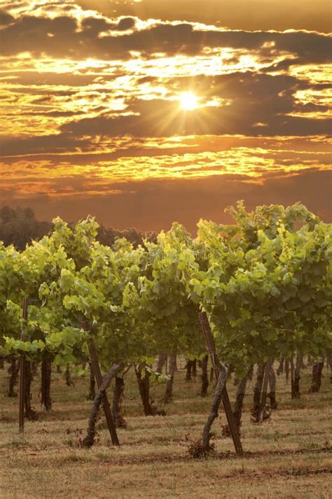 Sunset In Grape Vineyard Stock Image Image Of Shoot 116487911
