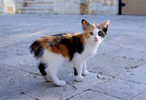 I Want A Calico Manx Cute Animals Cats Cute Cats