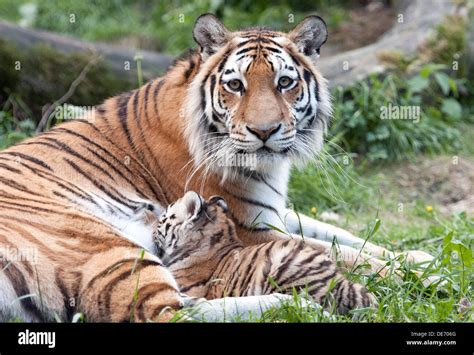 Tiger Cubs With Father And Mother