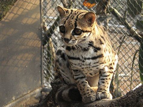 15 Rare Wild Cat Species You Never Knew Existed Photos
