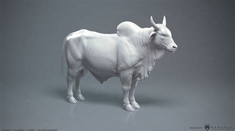 Manuel F Cedeño Zebu Bull