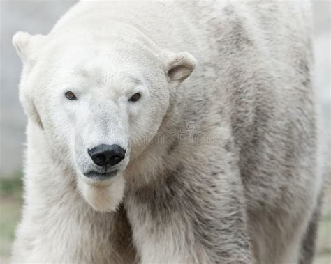 Polar Bear Profile Stock Image Image Of Nature Mammal 19556613
