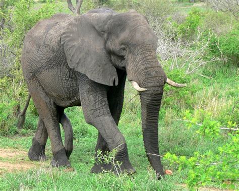 Free African Elephant Bull (male) 1 Stock Photo - FreeImages.com