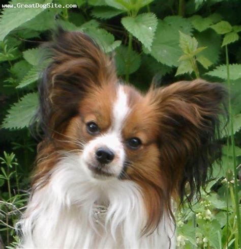 Papillon Love That Their Ears Look Like Butterflies So Cute