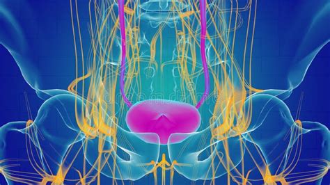 Urinary Bladder Anatomy For Medical Concept 3d Illustration Stock