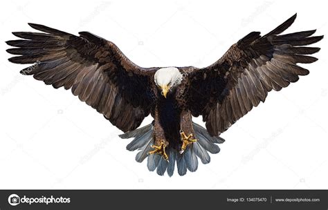 Bald Eagle Landing Hand Draw And Paint Color On White ⬇ Stock Photo