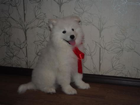 Samoyed Puppies For Sale New York Ny 272393 Petzlover