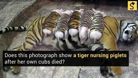 Fact Check Do These Photographs Show A Tiger Nursing Piglets Tiger