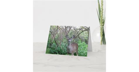 Deer In Woods Get Well Soon Card Uk