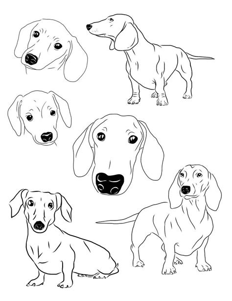 54 Dachshund Coloring Pages Printable Evelynin Geneva