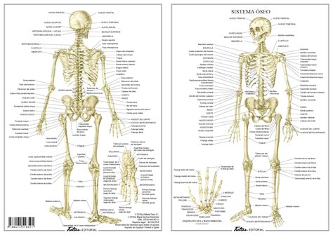 Sistema Oseo Sistema Oseo Huesos Del Cuerpo Humano Huesos Del Cuerpo