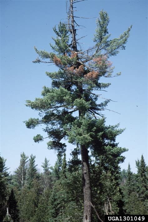 White Pine Blister Rust Cronartium Ribicola On Eastern