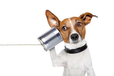 Communication Is The Key To Success Wolfgangs Way Dog Training