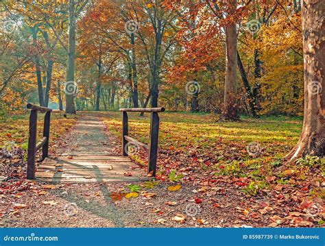 Autumn Forest With Small Wooden Bridge Stock Image Image Of Autumn