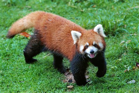 Red Panda Chinese Zoo Recovers Red Panda On The Lam For Eight Months