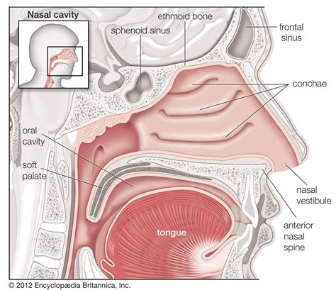 Human Body Nasal Cavity Human Respiratory System Soft Palate
