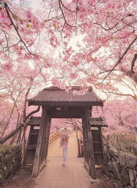 √the Bloom Of Cherry Blossoms In Japan In 2020 Cherry Blossom Japan