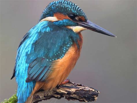 The Kingfisher Idenitifcation Size And Hunting Habits Saga