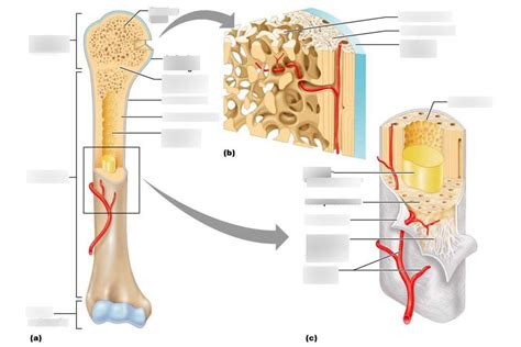 A And Pgross Anatomy Of A Typical Long Bone Diagram Quizlet