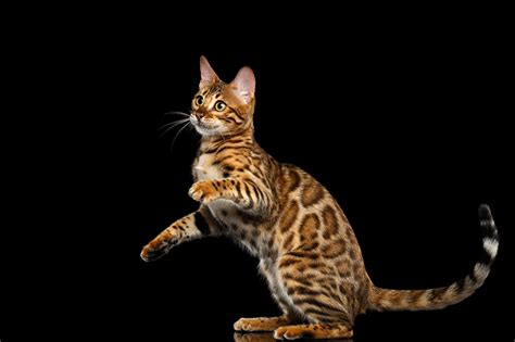Why A Bengal Beauty Bengal Cats Farm