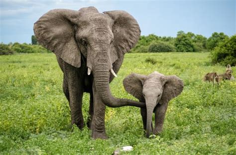 Por Qué Los Elefantes Están En Peligro De ExtinciÓn Causas