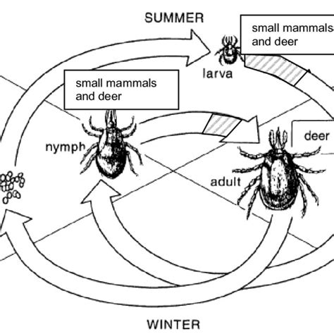 The Typical Life Cycle Of The Black Legged Or Deer Tick Ixodes