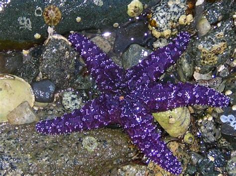 Purple Starfish Explore Peggy Collins Photos On Flickr P Flickr