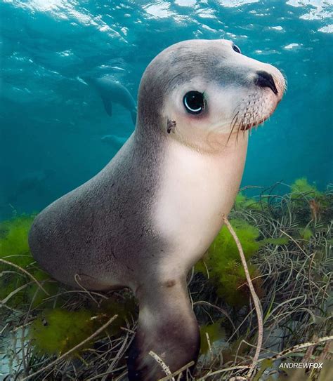 An Endangered Australian Sea Lion The Cutest Little Animals