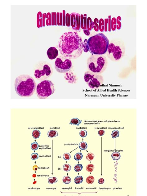 Granulocytic Series Granulocyte Immunology