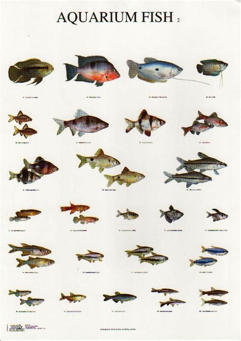 They reach around 2.2cm in length and like to be kept in groups. tank fish types - Recherche Google | Aquarium fish ...