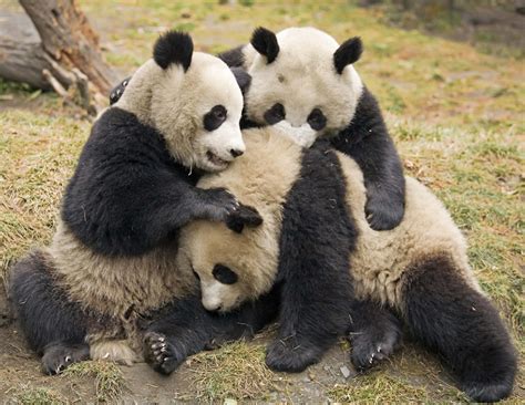 Buckets Of Cute Pandas At Sichuan Giant Panda Sanctuaries 42 Photos