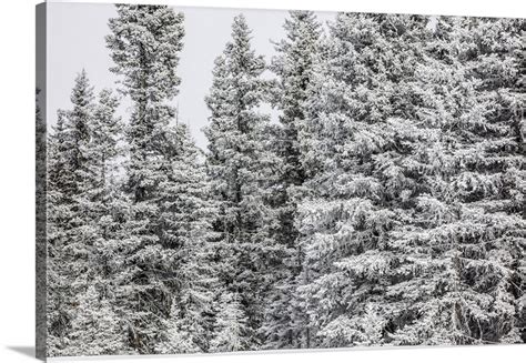 Snow Covered Pine Trees Wall Art Canvas Prints Framed Prints Wall