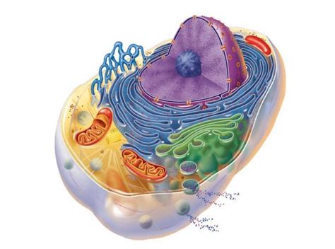 Funciones De Los Organelos Celulares
