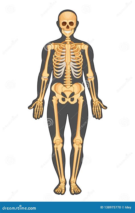 Anatomical Structure Of Human Body