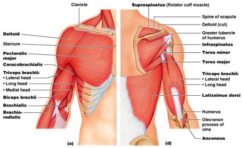 Shoulder bursitis can cause swelling, stiffness, and pain, especially if you injure the area. The Muscular System - Gross Anatomy of Skeletal Muscles