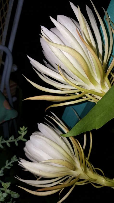 Some form flowers along the cactus ribs or warts. Orchid Cactus in bloom | Orchid cactus, Planting flowers ...