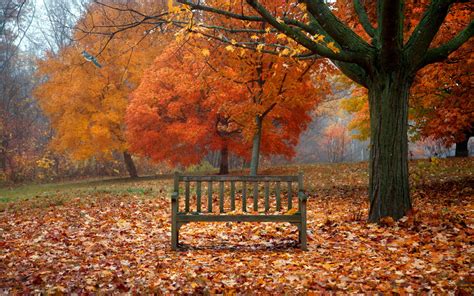 Bench Full Hd Wallpaper And Background Image 1920x1200 Id435329