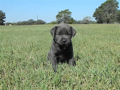 Sold red labs for sale in mn. Home | Grey labrador, Lab puppies, Silver lab puppies