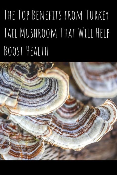 powerful benefits of turkey tail mushroom what the research says turkey tail mushroom