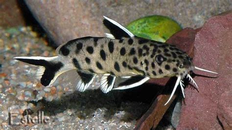 How To Care For Synodontis Aquarium Catfish Pethelpful