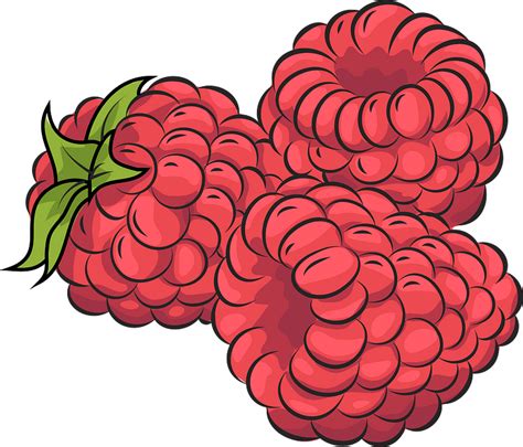 Rasberry Drawing Png Image Fruit Clipart Clip Art Raspberry Images