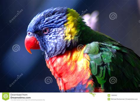 Exotic Bird With Long Tail Resplendent Quetzal Pharomachrus Mocinno