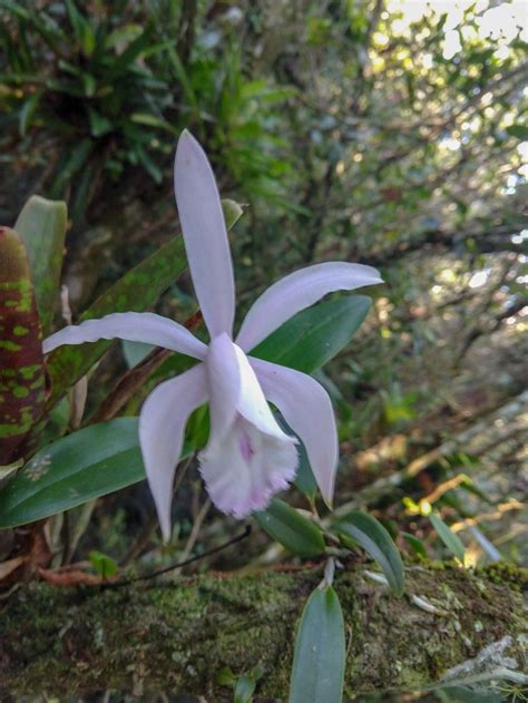 Cattleya Intermédia Habitat Variações Cattleya Wild Orchid Habitats