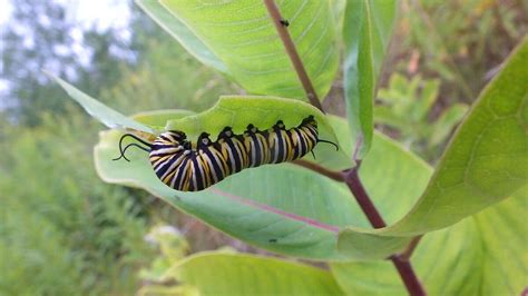 Monarch Butterfly Larvae At Tommy Thompson Park
