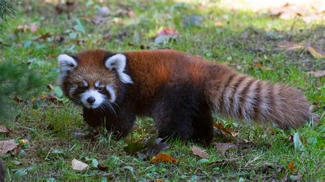 Red Panda Cubs On Display At Prospect Park Zoo