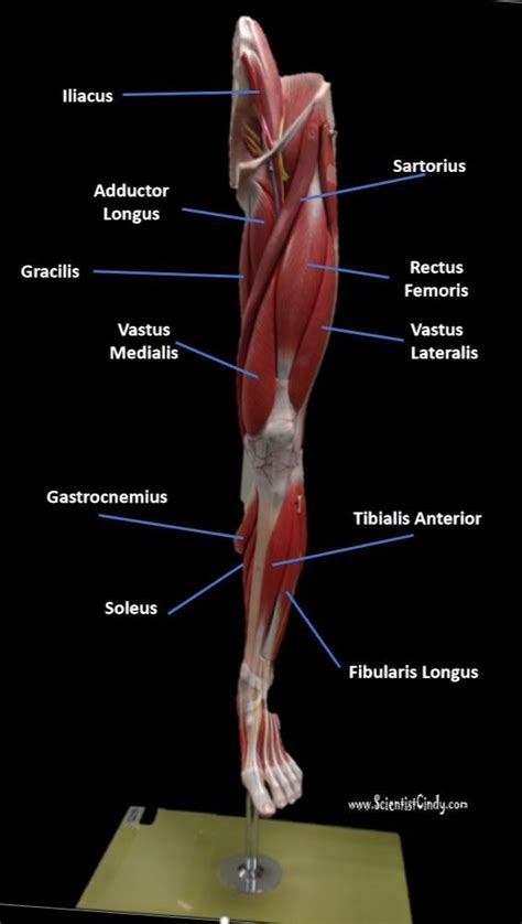 Leg Muscle Diagram Anterior Back Of Leg Muscle Diagram ~ Diagram