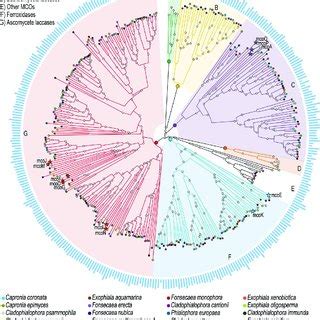 A new species of fonsecaea, fonsecaea nubica, morphologically similar to f. (PDF) Phylogenomic analyses reveal the diversity of ...
